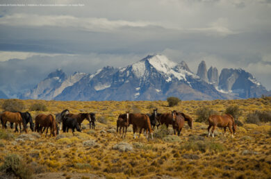 Torres del Paine